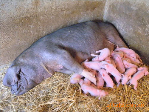 2011年养殖什么能发财？为民母猪助您走上治富路