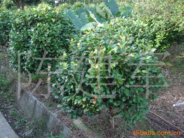 供应茶花 苗木 花卉  乔木 山茶花