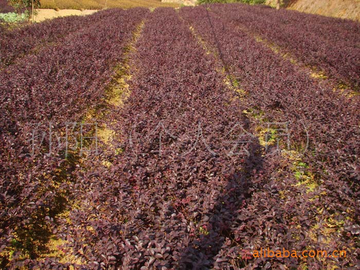 湖南宏盛苗圃常年大量供应红叶石楠小苗 绿化工程苗木
