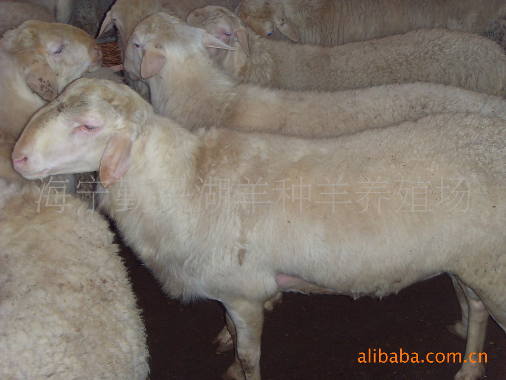 湖羊养殖场 湖羊种羊 规模养殖