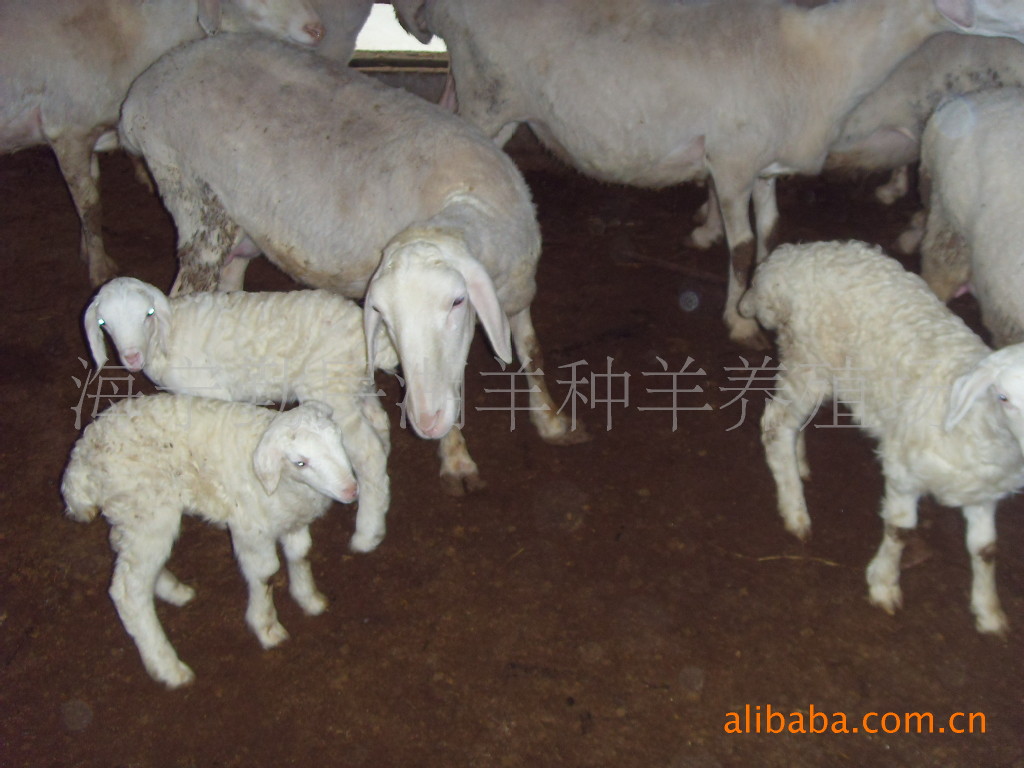 湖羊养殖 湖羊种羊 湖羊养殖场