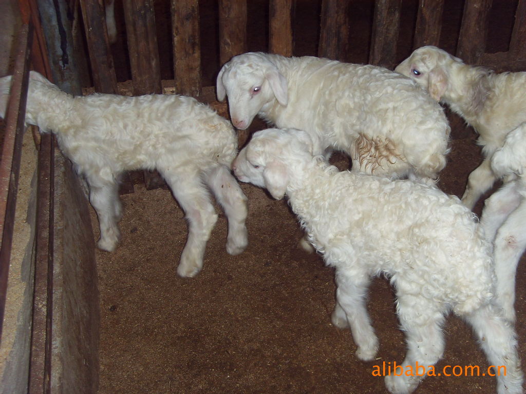 湖羊，规模养殖健康食品