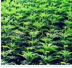 供应花卉绿化苗木 花卉种苗 种苗价格(图)