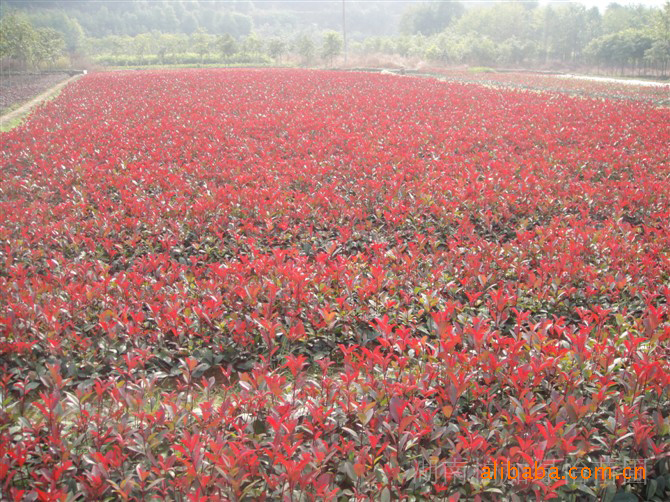 大量供应苗木 绿化苗木 苗木花卉 红叶石楠