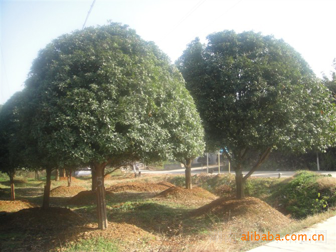 大量供应精品苗木----桂花树