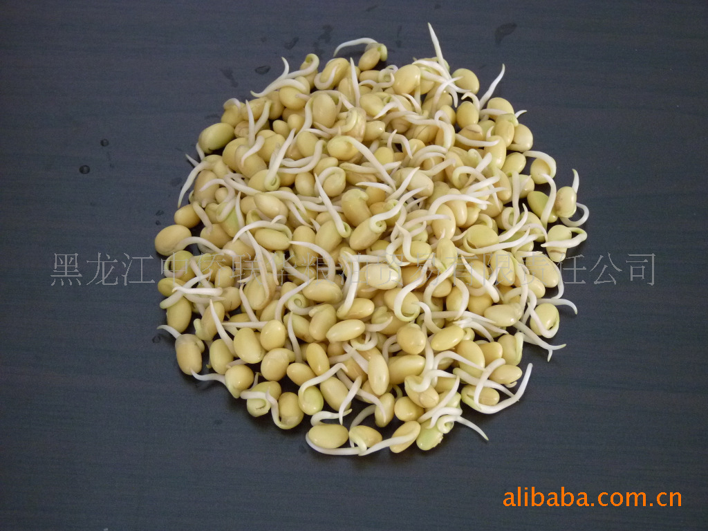 黑龙江非转基因（黄豆级）芽豆