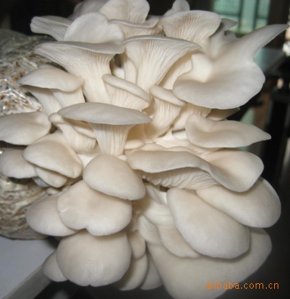 供应优质食用菌/平菇食用菌