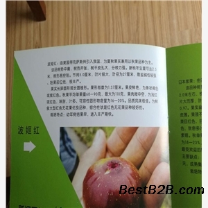 美味华丽无花果苗哪里有出售的