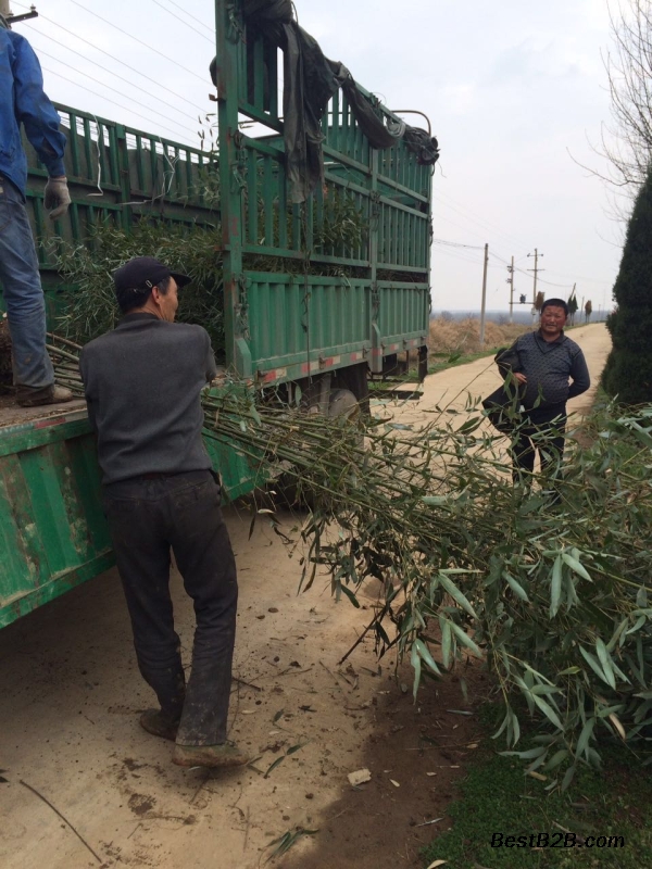 河南新乡3公分箬竹农户直销