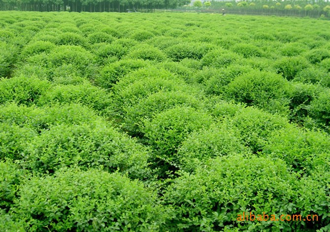 供应湖南省浏阳市柏加镇仙湖村马山组绿化苗木  小叶女贞