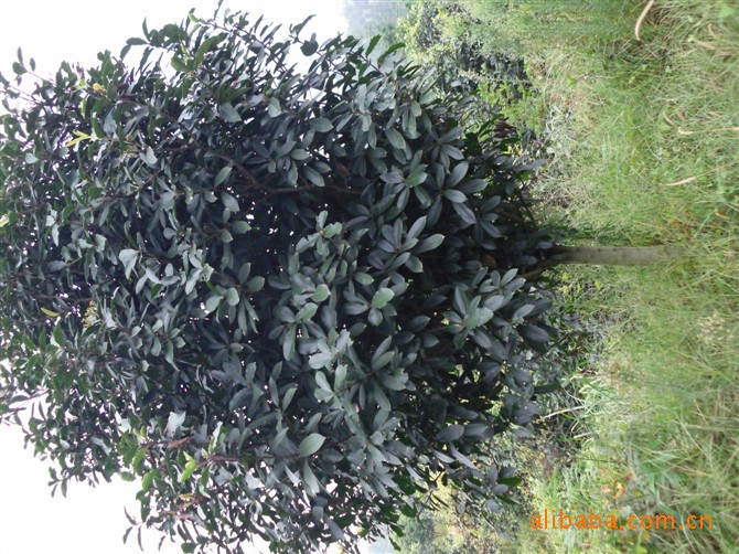 供应湖南绿化苗木    优质石楠