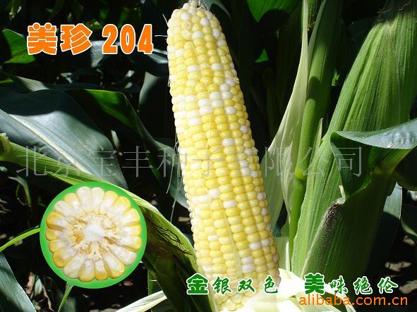 供应国际品种水果玉米种子，与库普拉类似