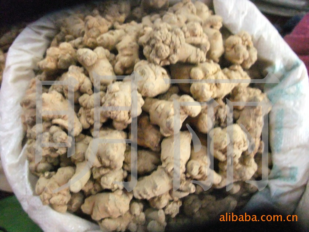 中药材植物原药材 三七 田七