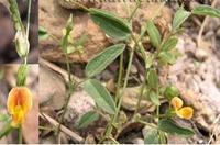 供应冷背中草药