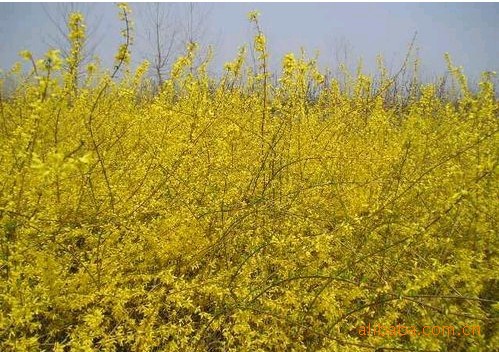 生连翘苗木   希日一苏龙嘎 绿亚苗木花卉