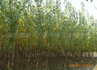 黑宝石苗/渭南果品公司商机搜索列表/公司搜索列表/商行代办