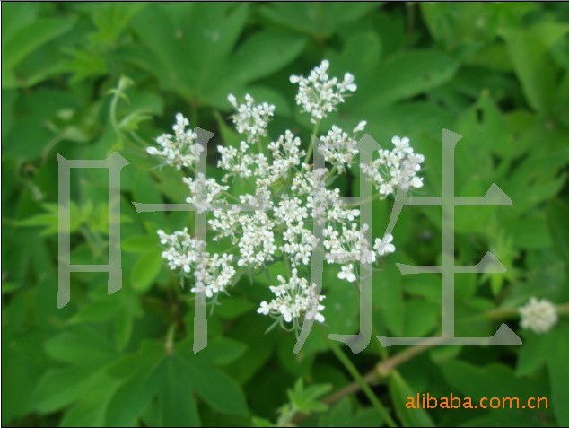 长城苗木公司供应萱衣草，爬山虎等绿化苗木