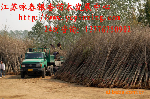 3公分银杏树价格量大从优/咏春苗木专供3公分银杏树苗