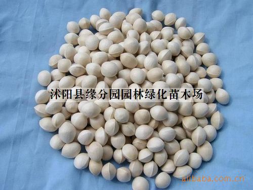 供应花卉种子 银杏种子（图）