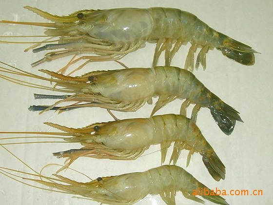 供应无公害水产品 清江野生青虾