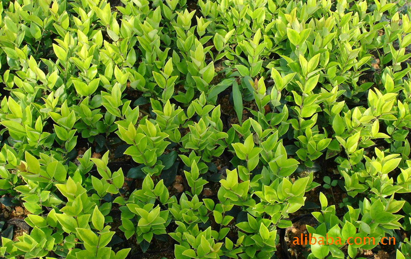 供应绿化苗木 常绿小苗 金森女贞