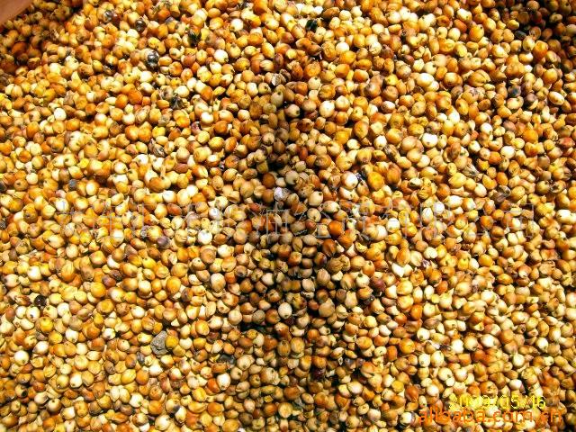 供应  优质   东北   红高粱