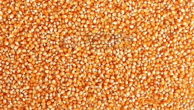 长期采购、批发、零售玉米、小麦、大豆、稻谷、豆粕、大米等。