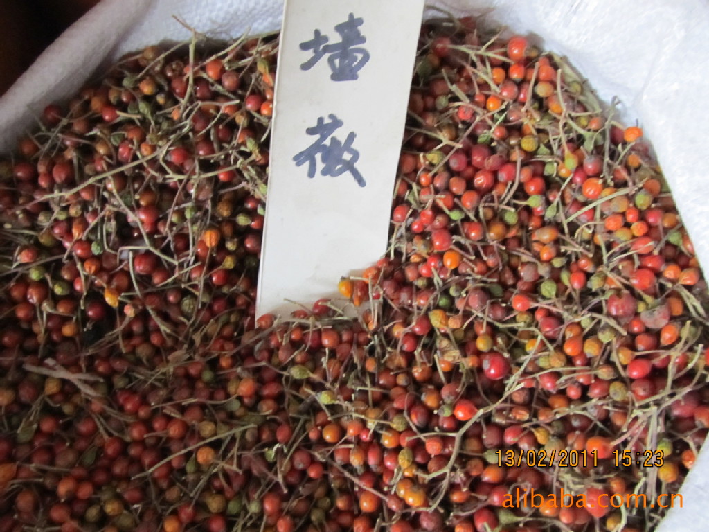 供应蔷薇种子.床苗.花卉种苗