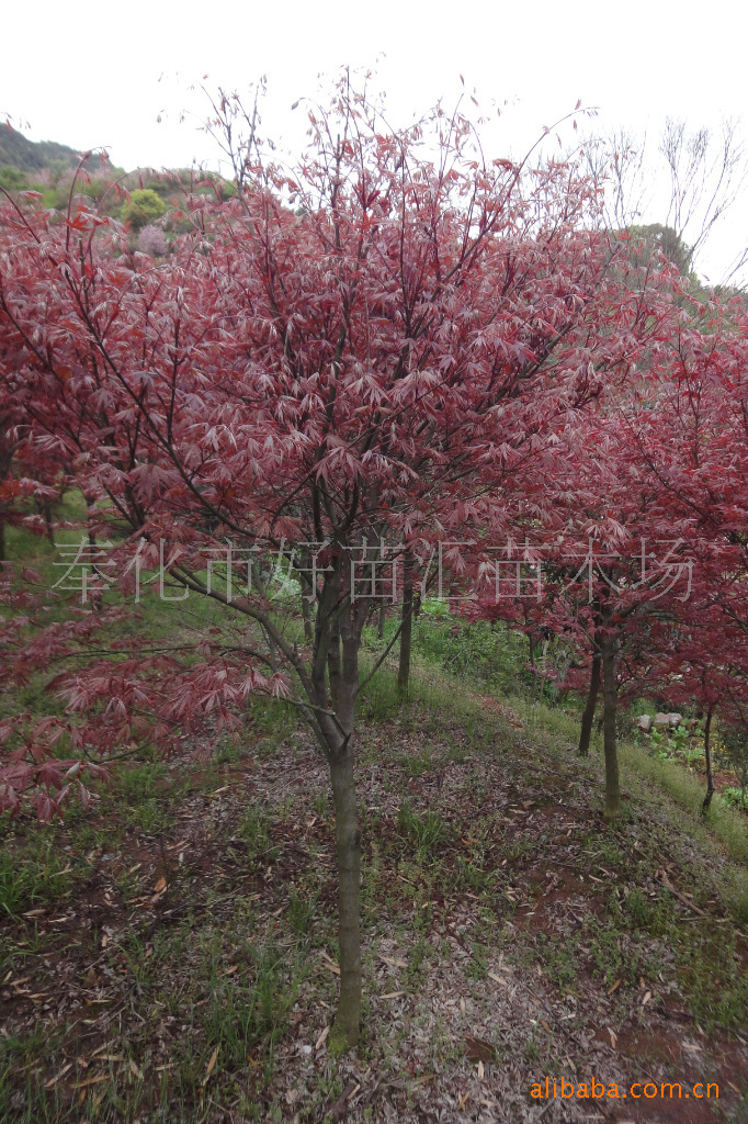供应红枫/浙江省/江南/江浙沪/奉化四明山/溪口/花卉花木苗木基地