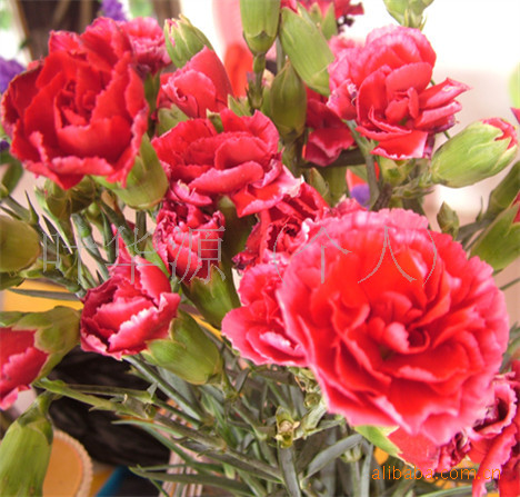 批发供应精美彩装康乃馨花卉种子（图）