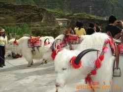 供应旅游性白牦牛 养殖技术 牦牛育种