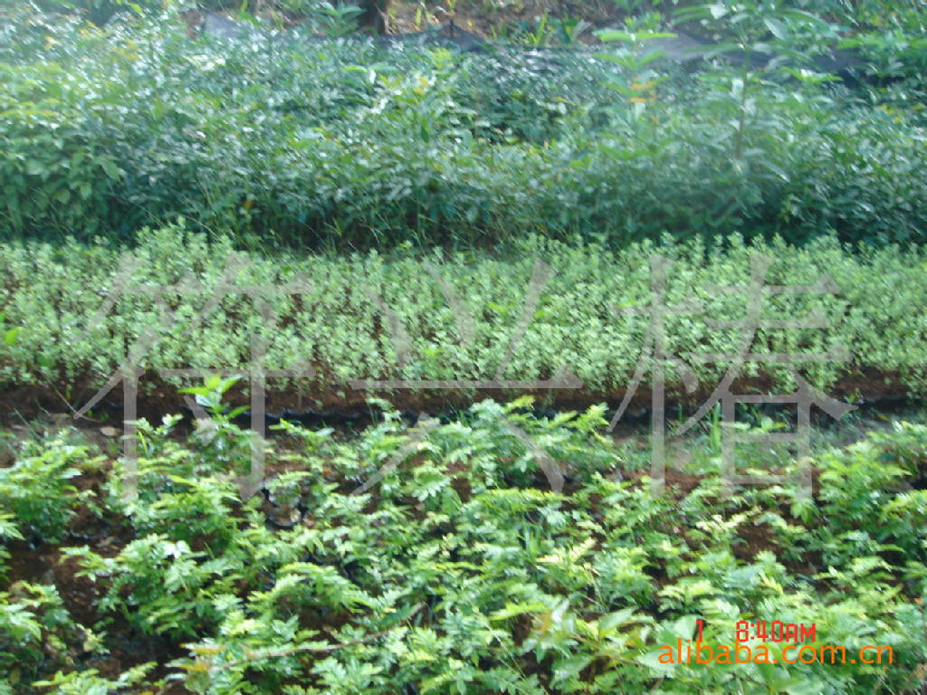 批发供应晃伞枫种子