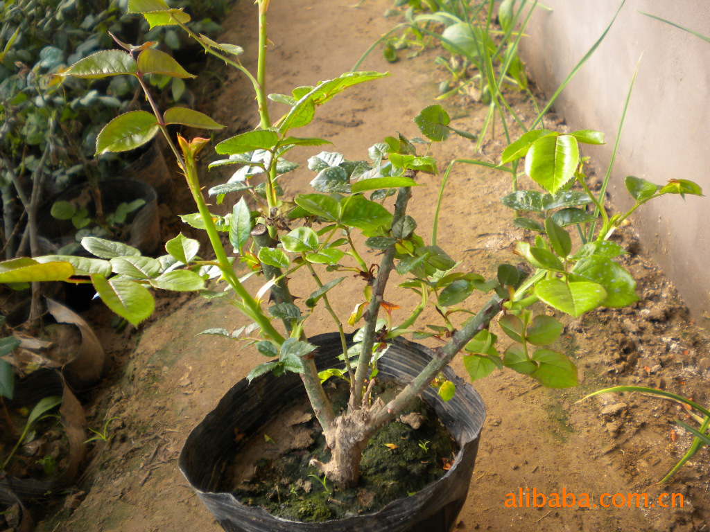 出售精品杂木盆景 果树盆景 花卉绿植 苗木