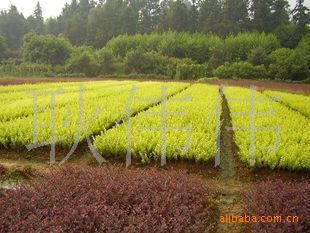 批发供应优质金叶女贞小苗   绿化苗木  规格齐全