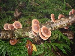 广西深山香菇野生香菇大量供应