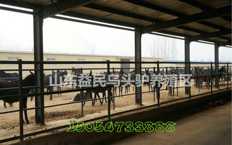 164615rn1ggplipswl67pp_jpg_thu