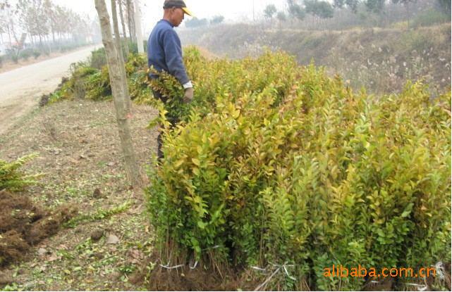 永青花木场专业出售多分枝金叶女贞、大规格金叶女贞、基地苗木