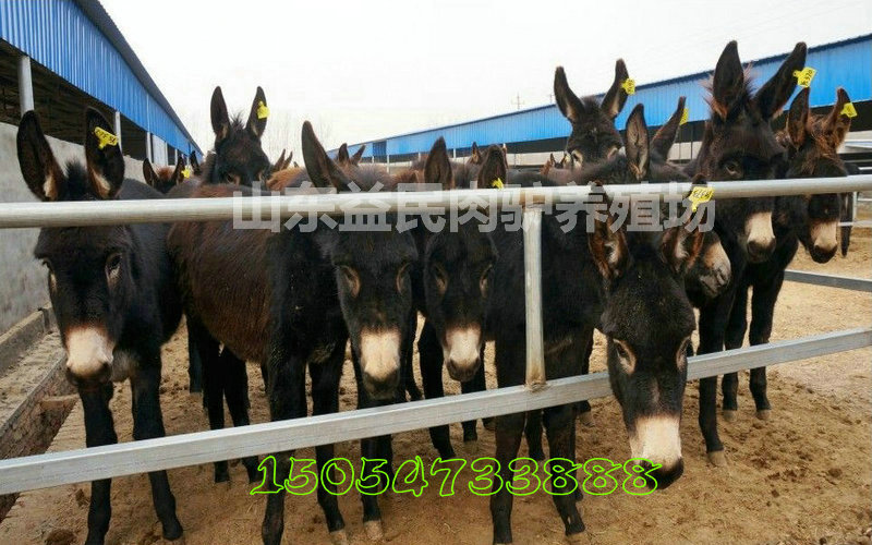 164617hhdqapd1p137tc5q_jpg_thu