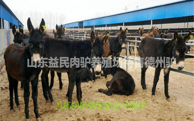 164611bpxc619nx33qo1ro_jpg_thu