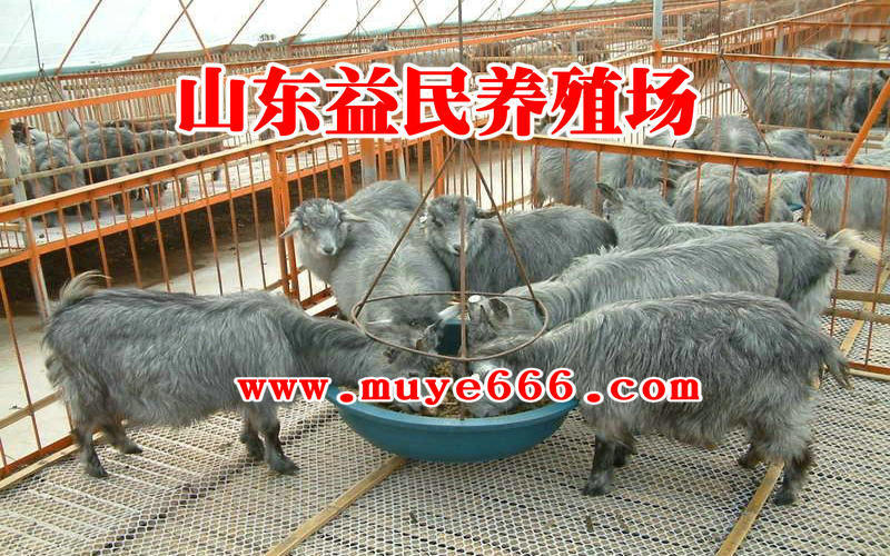 20133171813433081332