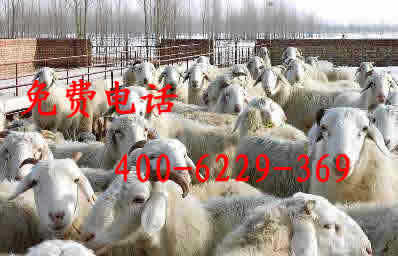 山东嘉祥改良牛羊养殖基地 教你如何给羊打针喂药