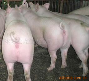 批发供应苗猪苗种猪仔猪价格养殖技术太湖猪