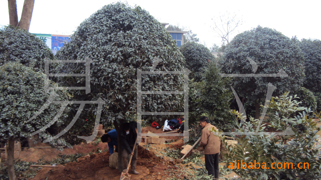 供应湖南特色苗木--米径12公分-八月桂--桂花树（蓬径2-4米）