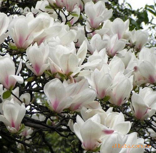 供应各种规格品种玉兰，紫玉兰，绿化苗木欢迎选购