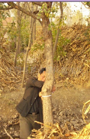 常年供应绿化苗木：苗木，花卉盆景榆树；三角枫；红叶李