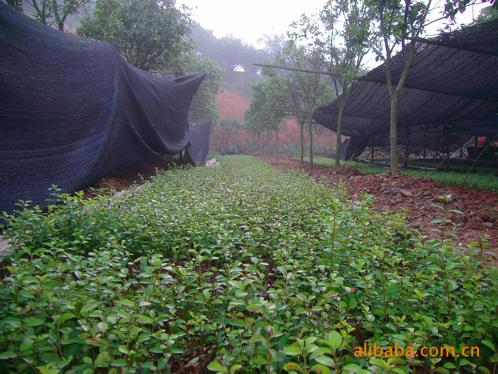 大量供应绿化苗木-----金叶女贞