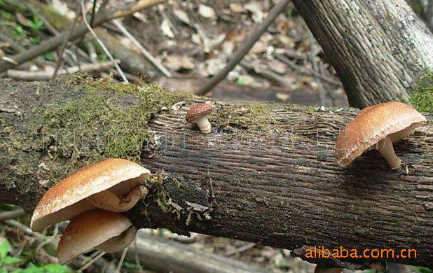 野生原木香菇，香菇干