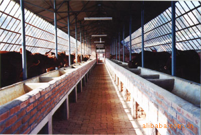 三元杂交公牛，小牛种，养牛，牛市场，大型养牛场，天宏牧业养殖