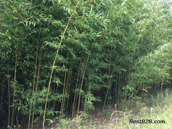 河南新乡3公分箬竹农户直销