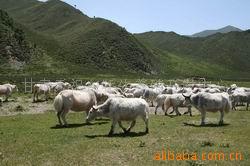 供应白牦牛 牦牛肉 种牛 牦牛养殖